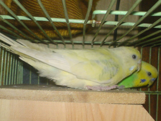 2009/03/24(4)
