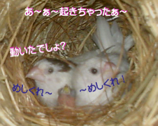 めしくれ～！