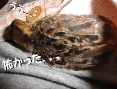 2009/10/31(2)