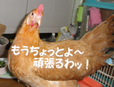 2009/10/31(7)