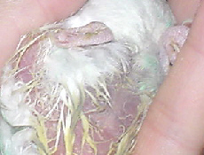 2009/05/27(8)