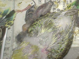 2009/02/24(1)