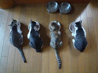 ４兄弟の食事・小.JPG