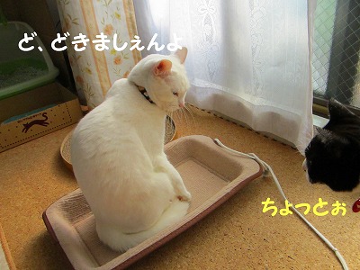 ど、どきましぇんよ