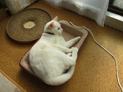 トレイでまったり