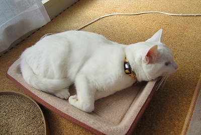 すっかり自分のもの