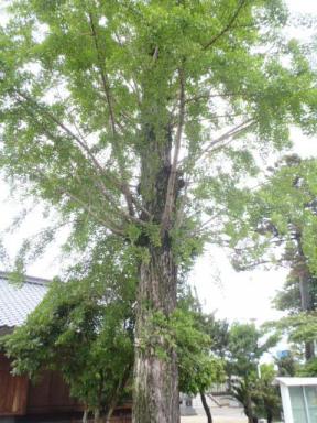 敬川八幡宮ご神木
