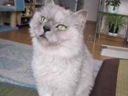 カラスを見ているタビー