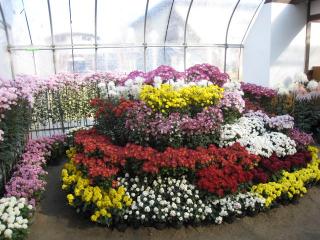 北見菊まつり１