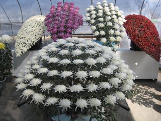 北見菊まつり２