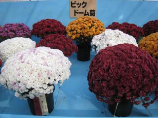 北見菊まつり３