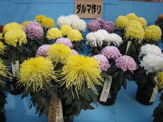 北見菊まつり４