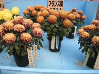 北見菊まつり５