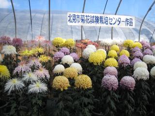 北見菊まつり６