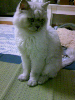 い草マットの上のタビー