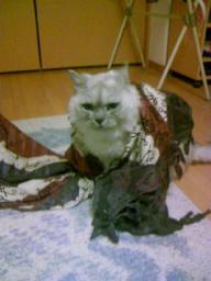 布で遊ぶタビー２