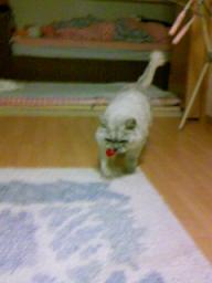 敵を捕まえたタビー