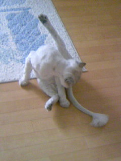 素敵なおみあし0729