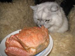 タビー誕生日１