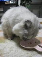 タビー誕生日５