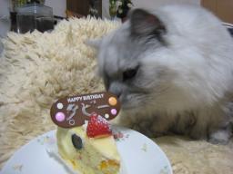 タビー誕生日８