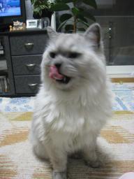 タビー誕生日９