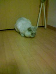 敵を狙うタビー