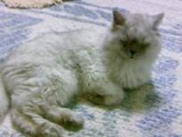 疲れて眠そうなタビー２