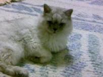 疲れて眠そうなタビー１