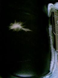 タビーの抜け毛