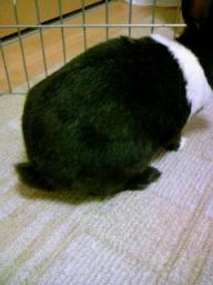 うさどんのお尻