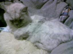 ソファで眠そうなタビー３