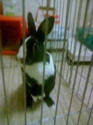 たっちのうさどん