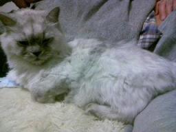 ソファで眠そうなタビー２