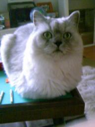 麻雀台の上で２