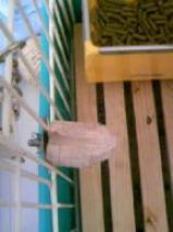 齧り木コーン使用後