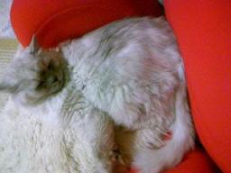 エアリーシェイプとタビー３