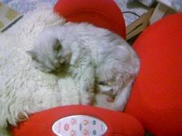 エアリーシェイプとタビー４