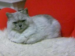 エアリーシェイプとタビー１