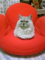 エアリーシェイプで寛ぐタビー２