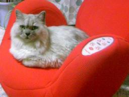 エアリーシェイプで寛ぐタビー１