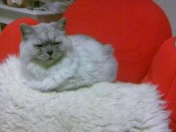 エアリーシェイプとタビー２