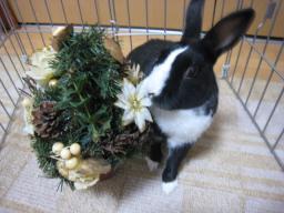 うさどんクリスマス