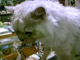 マルセイバターサンドとタビー