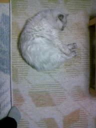 タビー、ホットカーペット２