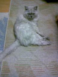 タビー、ホットカーペット３