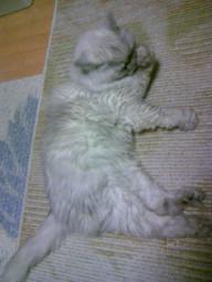 タビー、ホットカーペット４