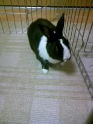 部屋でのうさどん