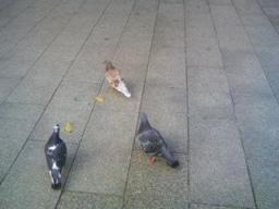 大通公園のハト