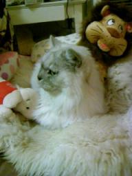 ライオンと犬とタビー